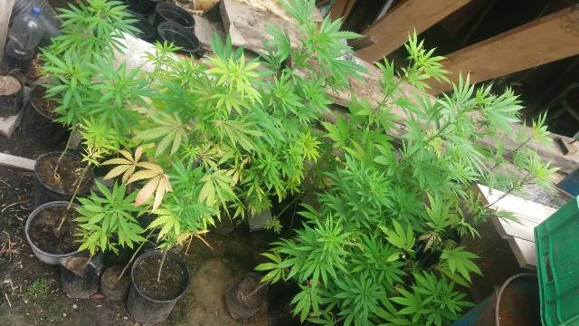 AKCIJA POLICIJE: Otkrivena laboratorija za uzgoj marihuane