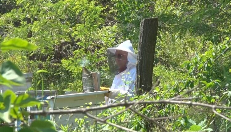 KRAJ PČELARSKIM MUKAMA: Bagrem dobro cvetao, očekuje se berićetna godina